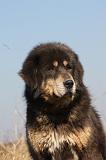 DOGUE DU TIBET 202